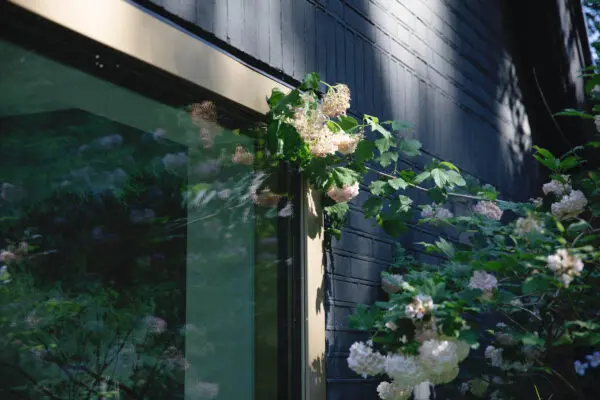 Detail gevel met houten bekleding en klimplant – Kerckebosch Zeist