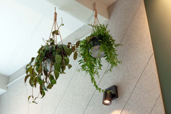 Plafonddetail met hangende plant – centrum Utrecht